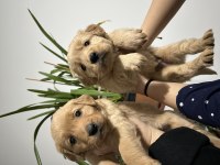 Bebek suratlı golden retriever yavrumuz