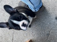 5 AYLIK FRANSIZ BULLDOG ERKEK