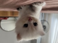 Gerçek beyaz british shorthair