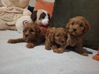 Minik ama sevgi oldu maltipoo bebekler