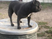 Dişi blue french Bulldog