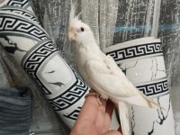 2 aylık yavru ele alışık büyük bir ihtimal erkek sultan