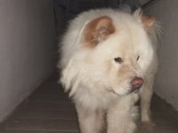 Olgun çin aslanı acil sahiplendirilir
