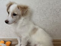 5-6 Aylık Yavru Terrier