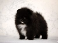 Üst kaliteli WCF pomeranian tea cup