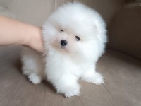 Pomeranian Boo iki aylık erkek köpeğimiz