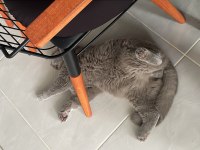 Kısır 8 aylık erkek british shorthair