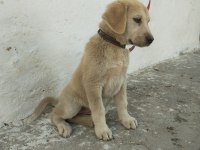 Yavru kangal akbaş kırması