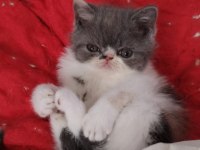 CFA KAYITLI ANNE VE BABA YAVRU KEDİLER