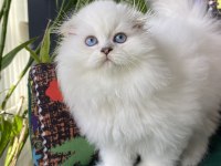 70 günlük biblo gibi yavru scottish fold
