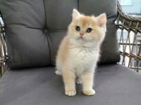 Altın Sarısı Ny12 British Shorthair