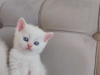 MİNNAK SCOTTİSH BEBEKLERİM DEĞERİNİN ALTINDA VERİLECEK