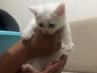 2 adet 1 tane erkek 1 tane dişi 2 aylık scottish fold