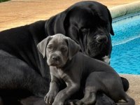 Son Derece Sağlıklı Ve Kaliteli Cane Corso Bebekler