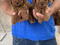 A Kalite Koyu Renk Toy Poodle Yavrular