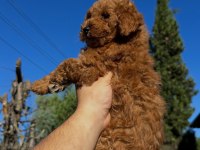 WC EĞİTİMLİ TOY POODLE YAVRUMUZ YENİ YUVASINA HAZIR