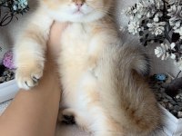 British shorthair golden ny11 kardeş