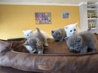 RENK RENK BRITISH SHORTHAIR YAVRULARIMIZ FENOMEN PET ANK