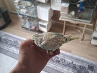 Yavru yeme düşecek muhabbet kuşları