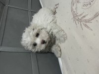 Sıfır numara ırk garanti maltese terrier