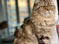 BRİTİSH LONGHAİR KEDİMİZ