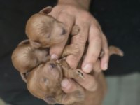 Toy Poodle Maltipoo Yavrular