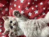 2 aylık british shorthair sütlü kahve