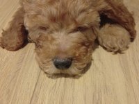 Yavru Erkek Toy Poodle