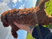 ÖMÜR BOYU IRK GARANTİLİ DARK VE RED BROWN TOY POODLE