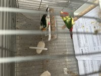 Ağır parçalı parrot ispinozu