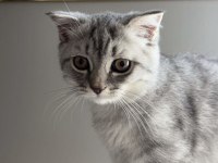 British shorthair erkek ve sevimli