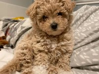 ÜST KALİTE MALTİPOO BEBEKLER