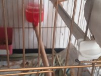 2 yumurtası var sevda papağanı çift olarak