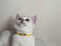 SLİVER YAVRU KEDİM