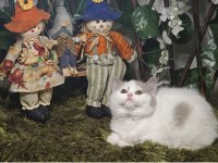 Show kalite british shorthair yavrular ailelerini arıyor