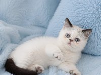 Mini maviş exotic shorthair