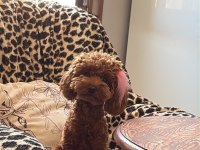Bal kızımın poodle yavruları