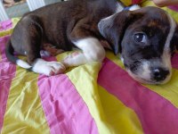 Elizabeth Beagle Erkek Son 1 Adet