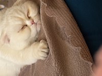Scottish fold sütlaça yuva arıyoruz