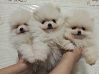 Pomeranian ırk ve sağlık garantili