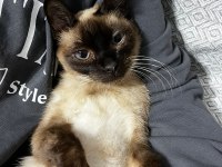SİYAM KEDİSİ DİŞİ ÜCRETSİZ SAHİPLENDİRME
