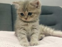 British longhair dişi kedi 3 aylık