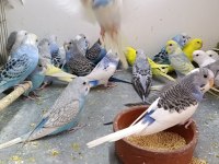 Bebek yavrular ele alışkın ısırmaz çek muhabbet kuşlar