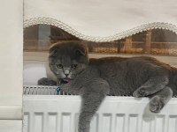 Scottish fold dişi 6 aylık bebek