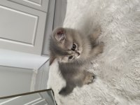 British Longhair 2 Aylık Dişi Yavru Sevgi Dolu Yuva