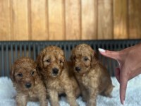 bebeklerimiz yeni yuvalarını arıyor toy poodle