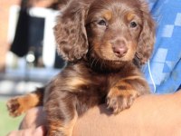 Çikolata tan longhair yavru köpekler