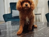 Toy poodle oğlumuz