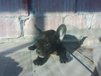 FRENCH BULLDOG YAVRULARIMIZA YUVA ARIYORUZ