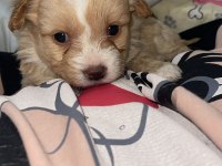 Maltipoo şekerleri yeni yuvasını arıyor